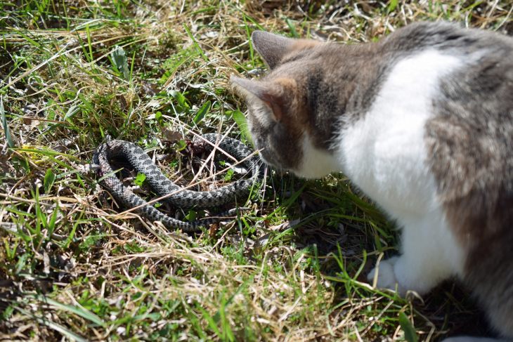 Как лечить кошку от укуса змеи: 15 шагов