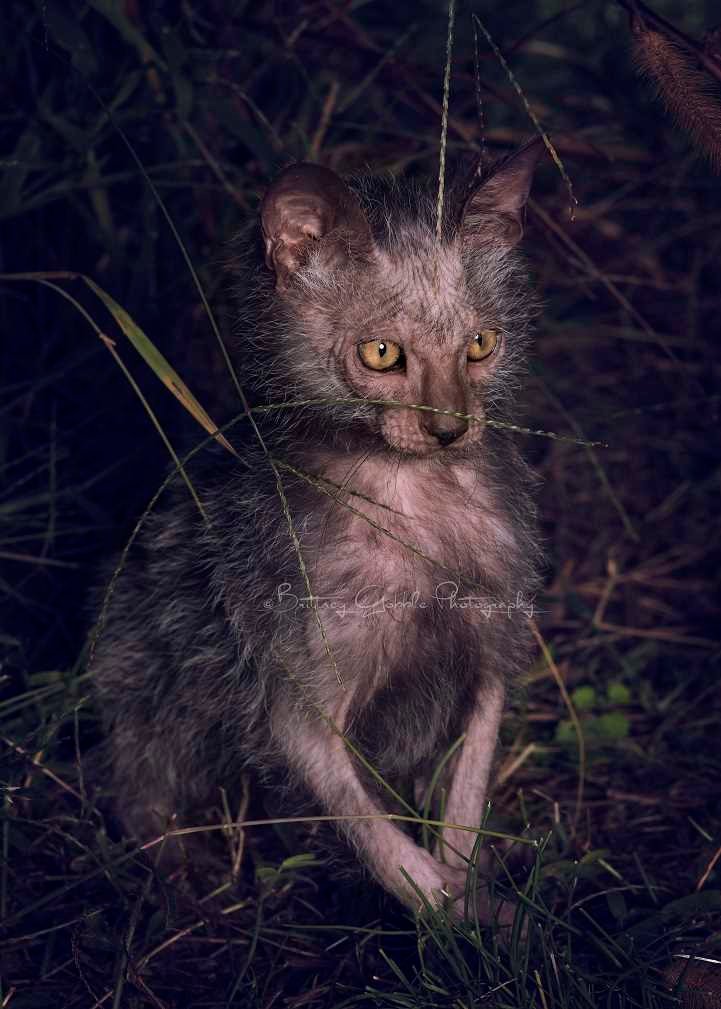 Ликой описание породы. Ликои кошка. Кошка оборотень Ликой. Ликои (Ликой). Wolfcat порода.