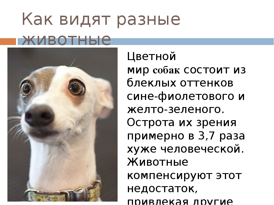 Как видят собаки цвета | фото, окружающий мир, какое зрение