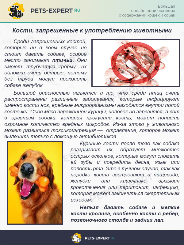 Натуралка для собак. что покупать и как при этом экономить.(wolcha.ru)