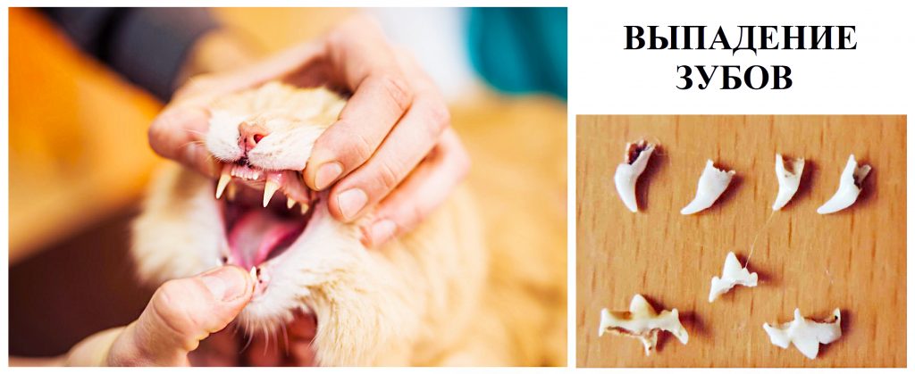 ᐉ смена зубов у кошек: когда выпадают молочные зубы? - ➡ motildazoo.ru