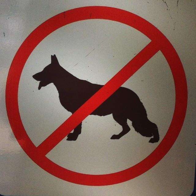 Вход с собаками запрещен. Знак нельзя в магазин с собакой. Картинка вход с собаками запрещен. Вход русским и собакам запрещен. Можно ходить с собаками в магазин