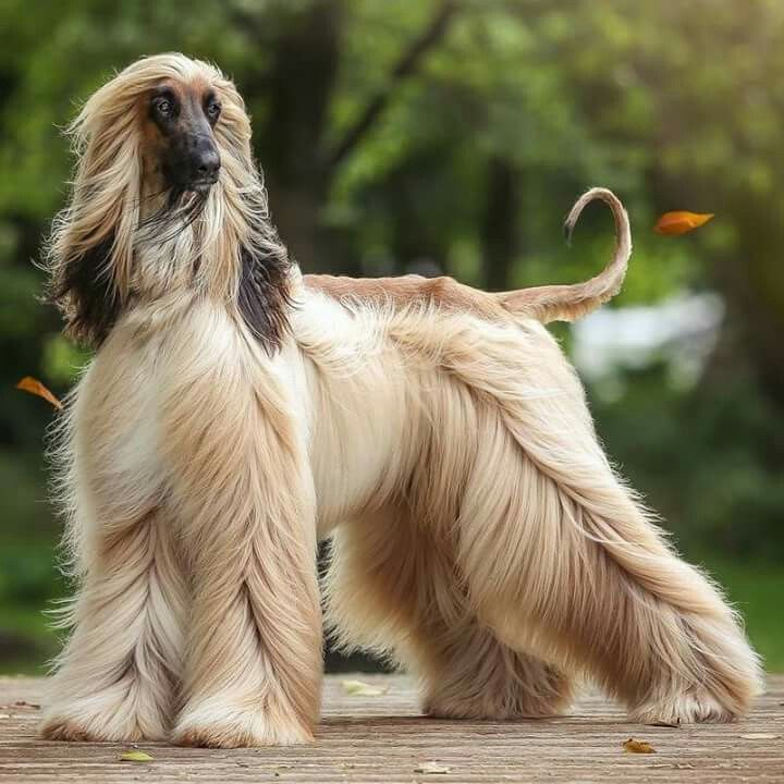 Порода собак с длинной узкой мордой