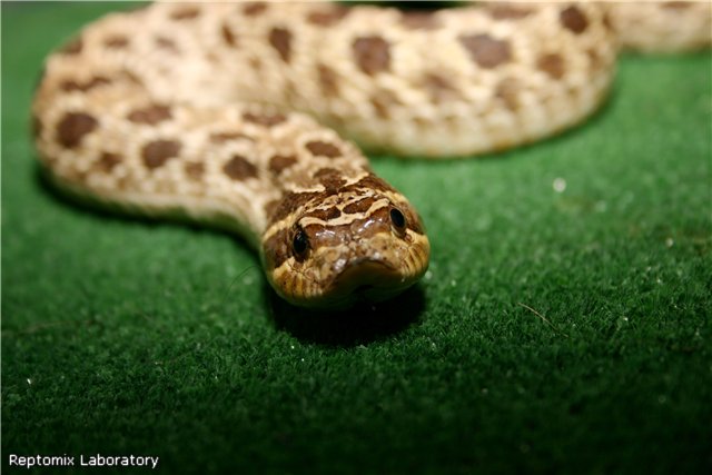 Восточная хищная змея - eastern hognose snake - abcdef.wiki