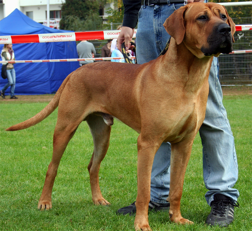 Большие породы собак топ-30: названия с описанием и фото