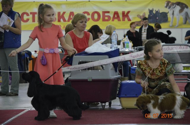 Выставка собак в москве: расписание на 2021 год