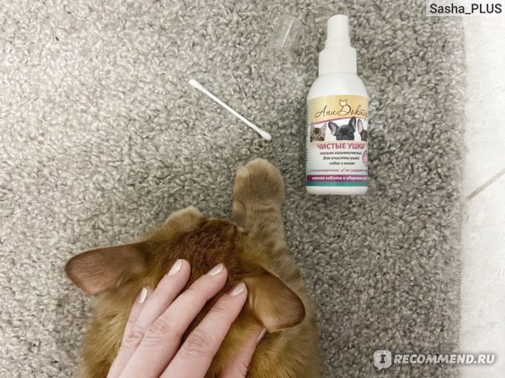 Простые правила: чистим уши собаке