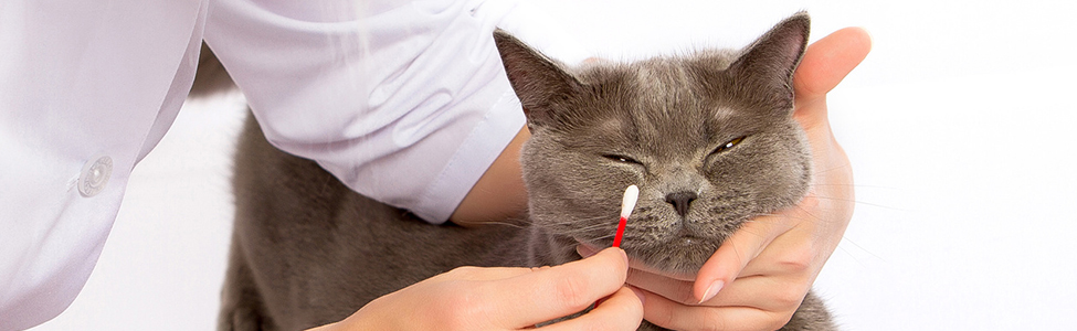 У кошки кровь в глазу — причины и лечение