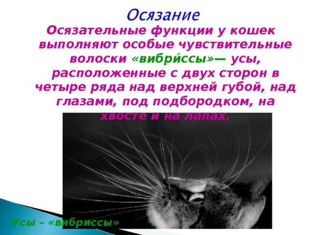 Облысение у кошки: причины и лечение | нвп «астрафарм»