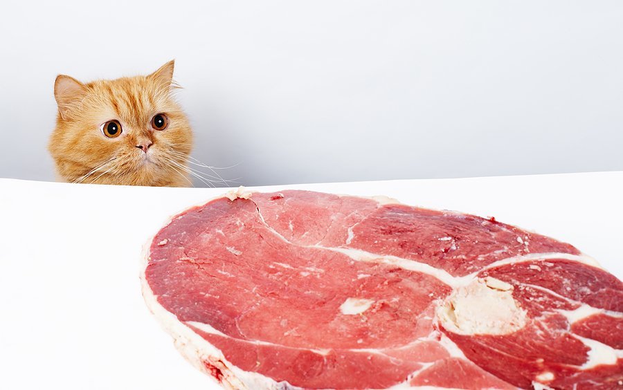 Можно ли кошке давать курицу: о пользе и вреде куриного мяса, как давать котятам и взрослым котам, чем нельзя кормить