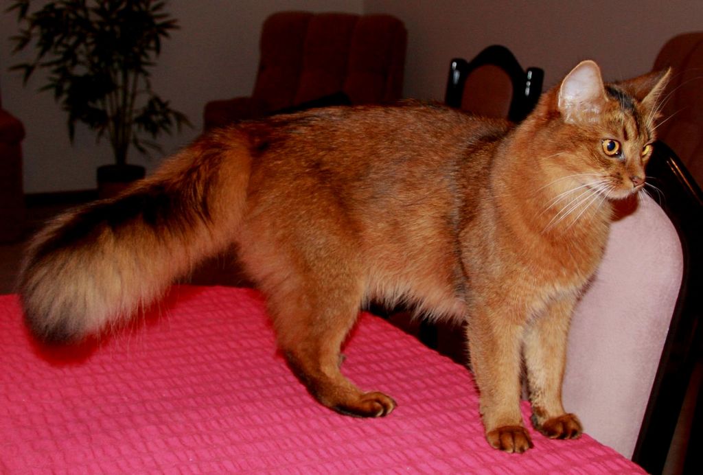 Сомалийская кошка: полное описание породы, отзывы (фото и видео)