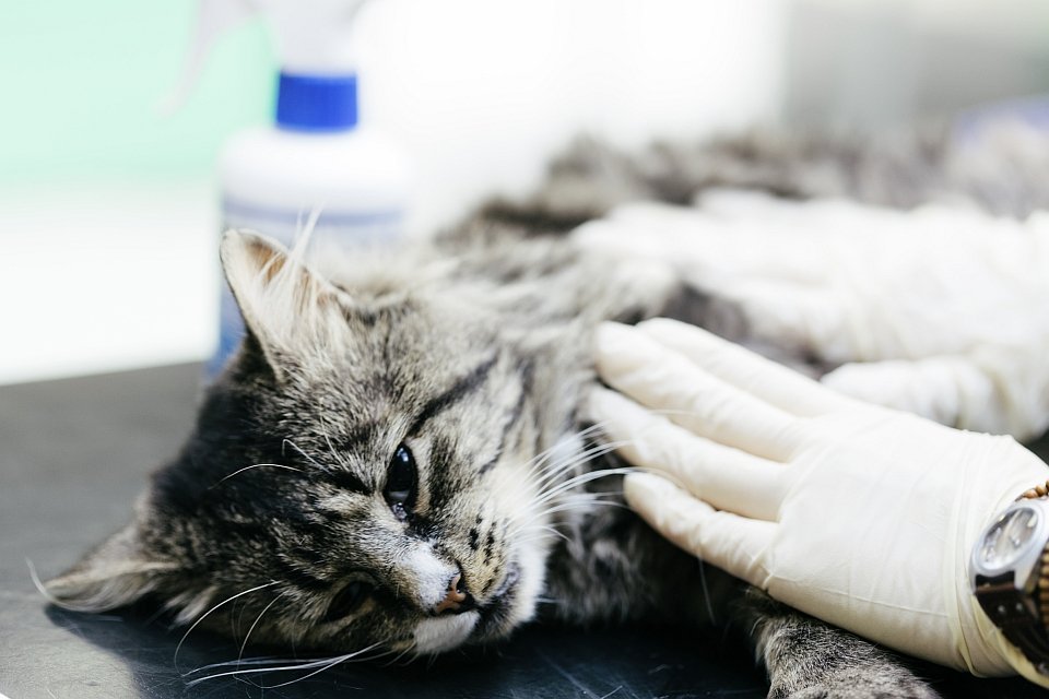 Идиопатический цистит у котов (ицк) - причины, симптомы, лечение | ветклиника зоостатус