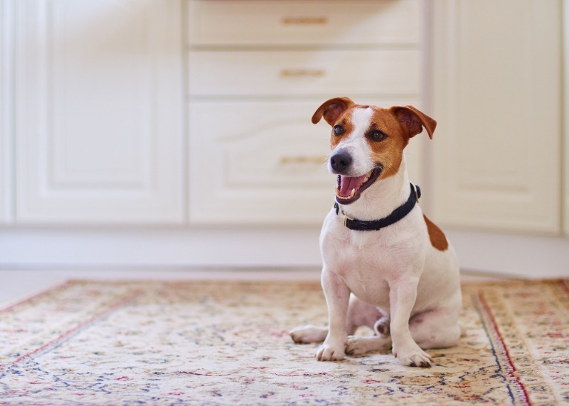 Породы собак для квартиры – 15 лучших вариантов