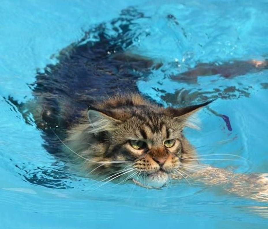 Как приучить кошку к воде. практические советы