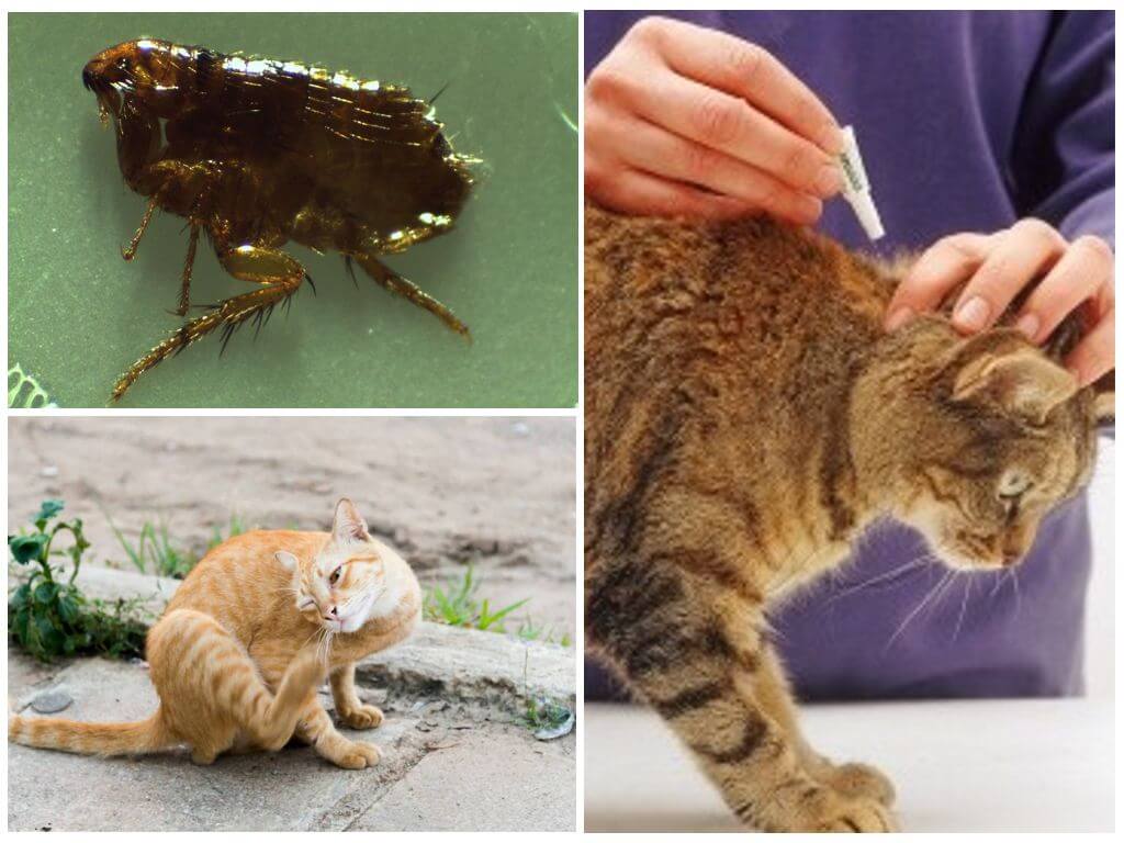 Виды паразитов у кошек, эффективные способы борьбы