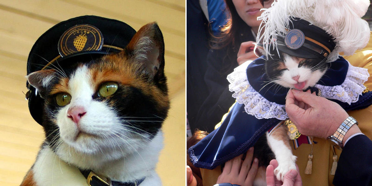 Как кошку в японии возвели в ранг главы полицейского управления