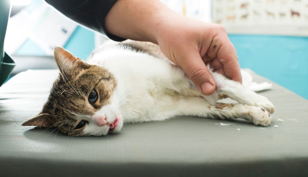 Гемобартенелез кошек -  лечение и профилактика инфекционной анемии у кошек в москве. ветеринарная клиника "зоостатус"
