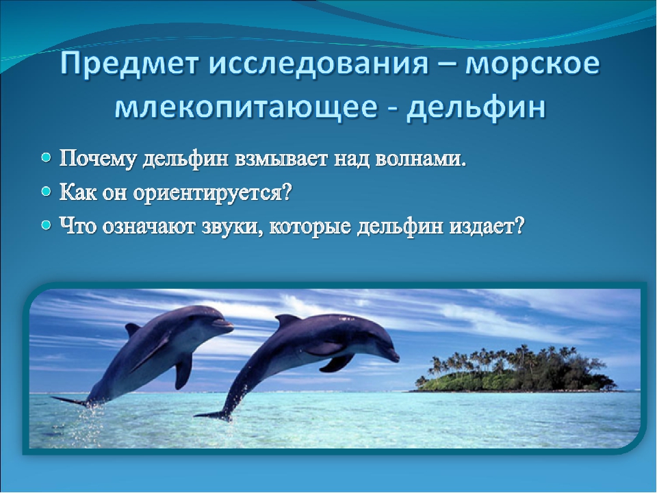 Дельфин — описание внешнего вида, дыхание, сон, места обитания, питание + 101 фото