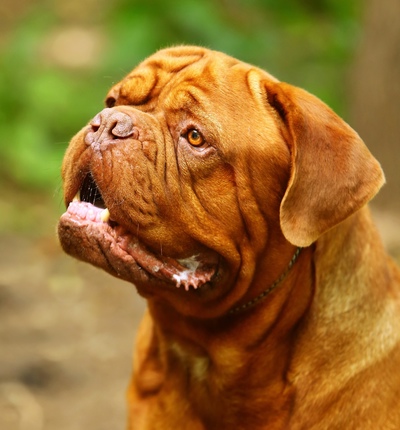 Бордоский дог (французский мастиф) — фото, описание породы собак, характеристика