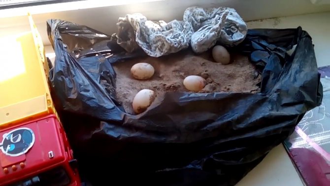 Домашняя черепаха отложила яйца без самца