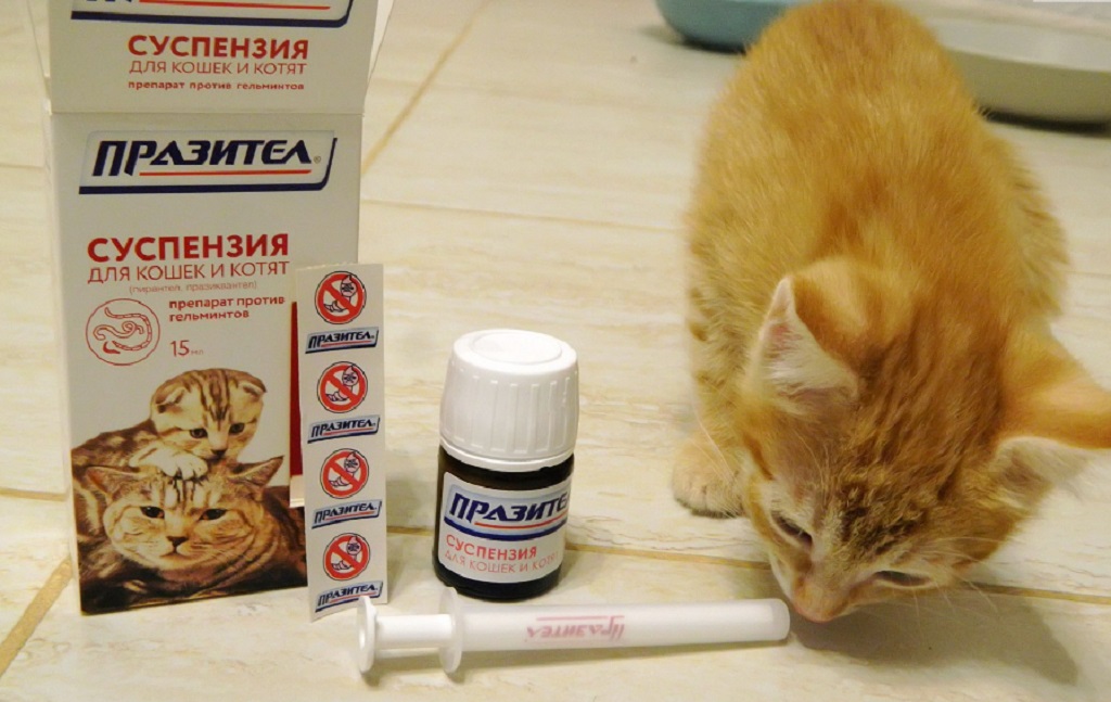 Инструкция по применению дирофена для кошек