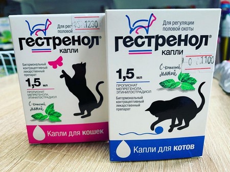 Течка у кошек