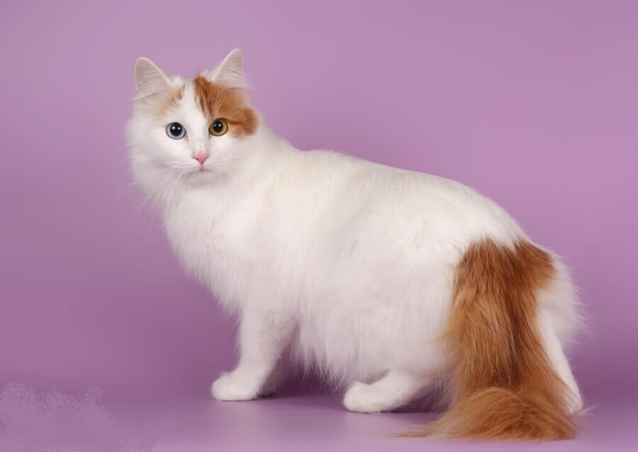 ᐉ ванские кошки: фото и характеристики породы, какова цена турецкого вана в россии - zoovet24.ru