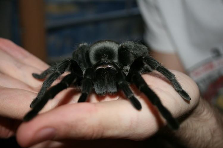 Жизненный цикл гигантского крабового паука: от яйца до взрослой особи