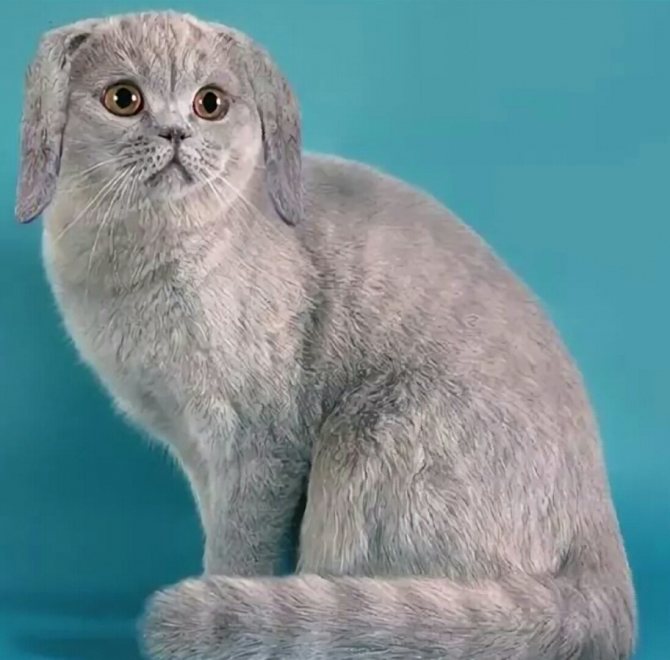 Что нужно знать прежде чем купить шотландского котенка