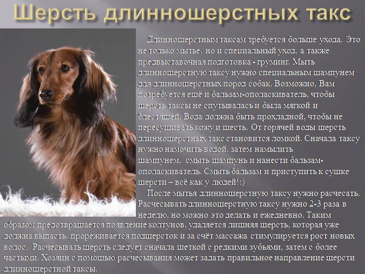 Собака такса: полная характеристика породы, 6 минусов