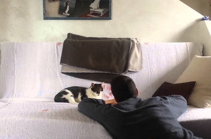 Почему кошка спит на голове хозяина?