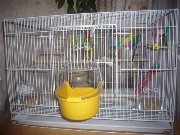 Клетка для попугая: её фото, сколько стоит большая, как выбрать вольер для крупных, средних и волнистых птиц, что стелить на дно и где разместить