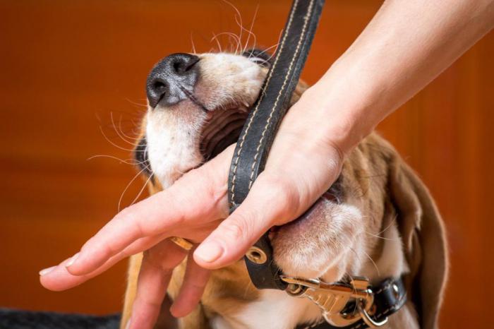 Как отучить кусаться щенка любой породы | блог ветклиники "беланта"