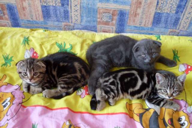Сколько котят может родить кошка: определение количества котят, факторы, влияющие на многоплодность