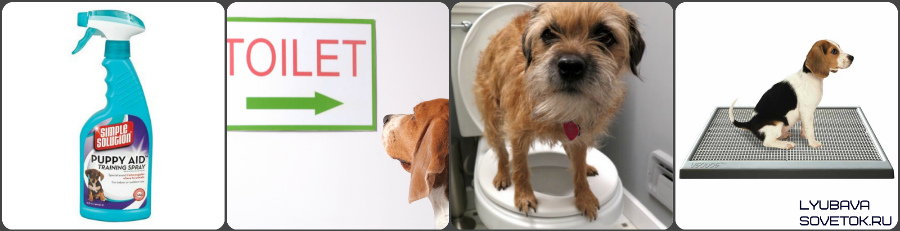 Как приучить собаку к туалету на улице или в квартире