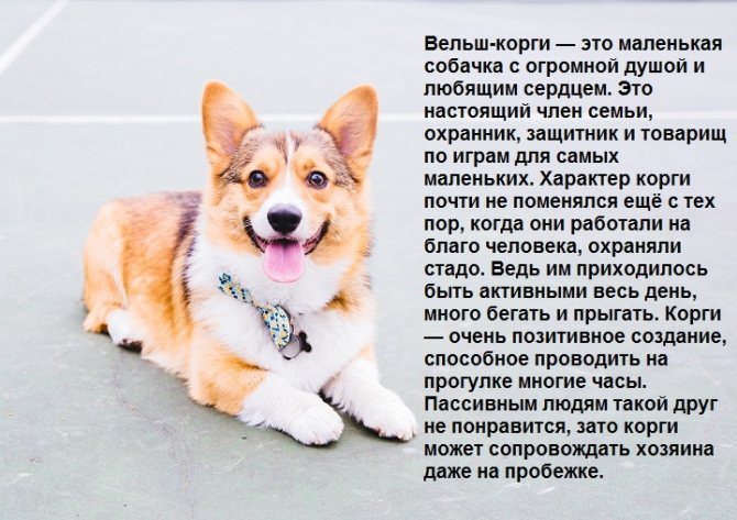 ᐉ ханаанская собака описание породы - zoomanji.ru