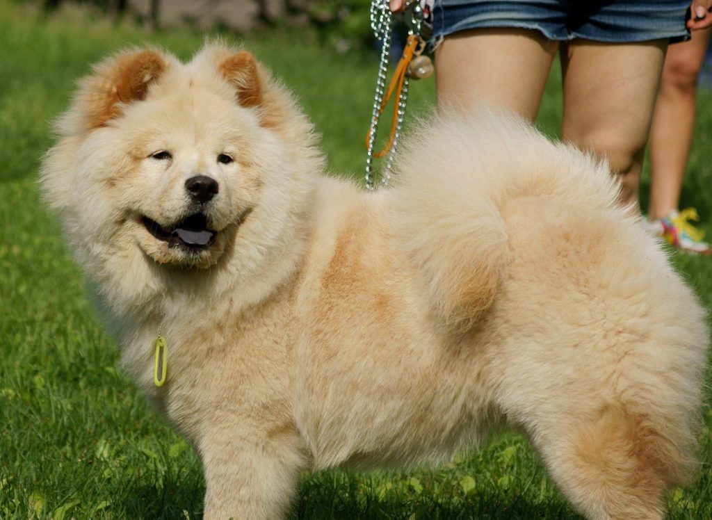 Крупные азиатские породы собак