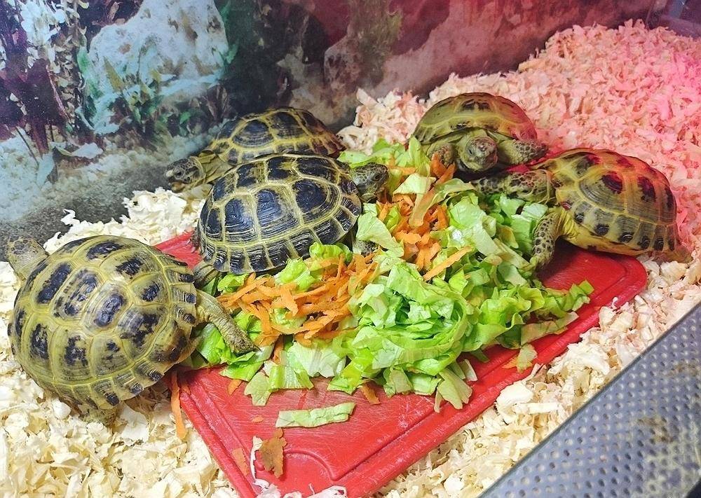 Все о кормах для красноухих черепах