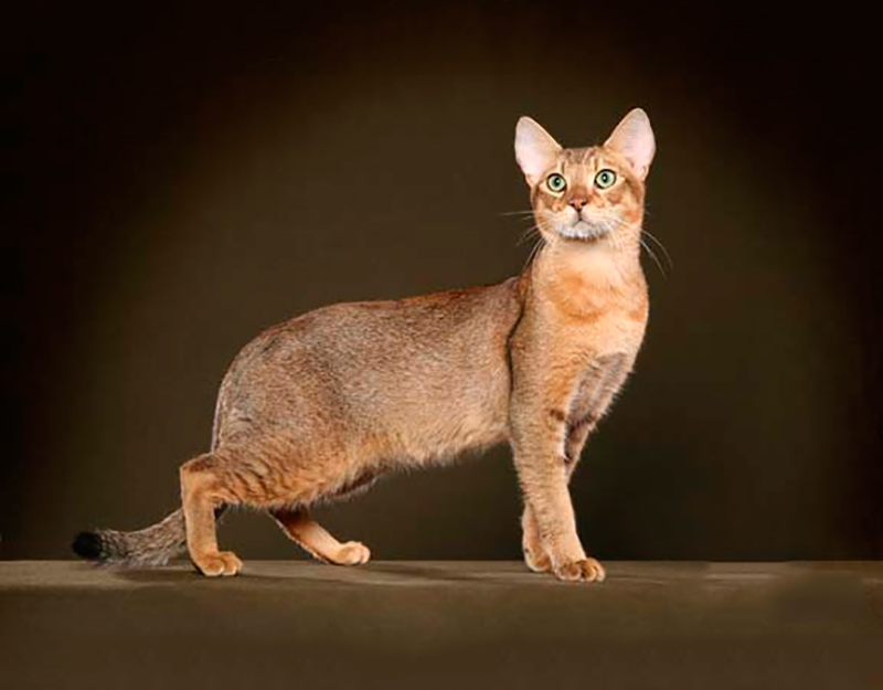 Кошка гибрид чаузи (хауси): характер и внешность, уход и содержание питомца, фото кота