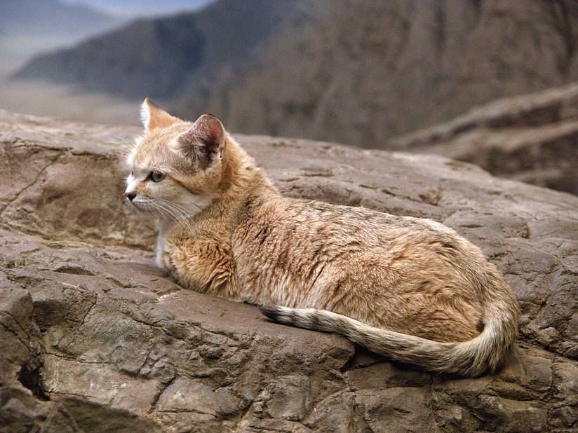 Барханный кот – фото, описание, ареал, питание, размножение