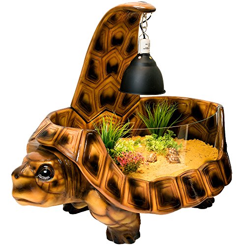 Действительно ли вам нужна черепаха? какую выбрать и где её взять?