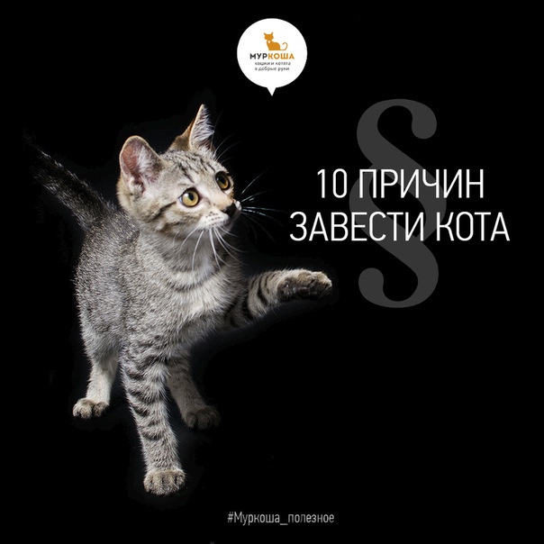 10 причин завести кота