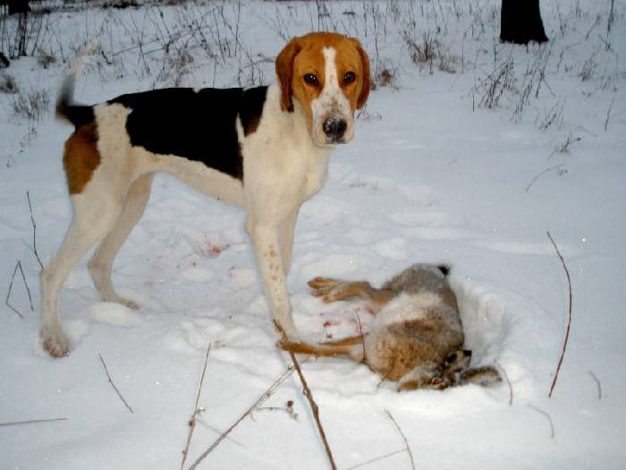 Парфорсная охота: история, процесс и вид охоты с гончими собаками