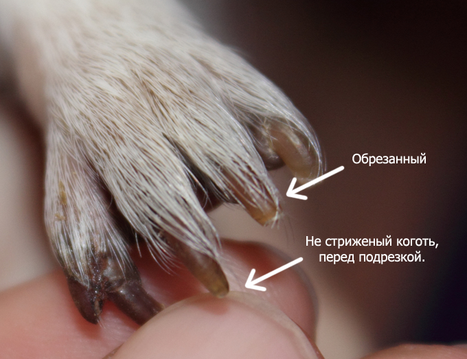 ᐉ зачем собаке усы? - ➡ motildazoo.ru