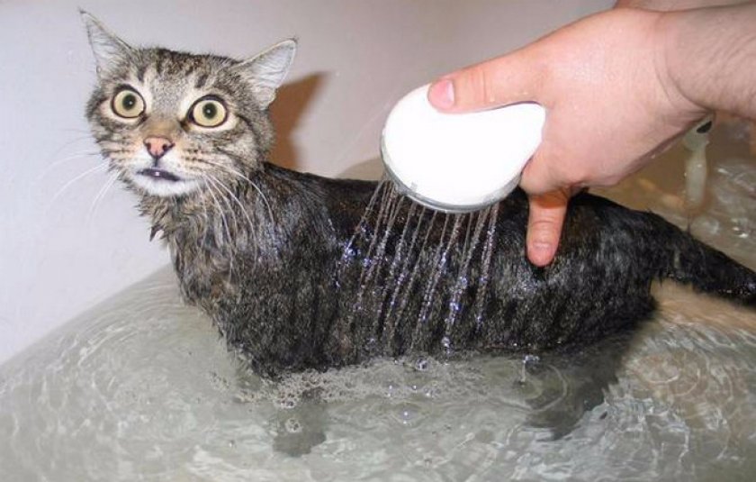 Как приучить котенка к воде питьевой