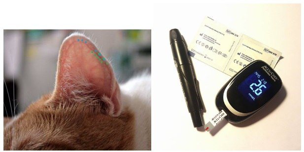 Сахарный диабет у кошек - «айболит плюс» - сеть ветеринарных клиник