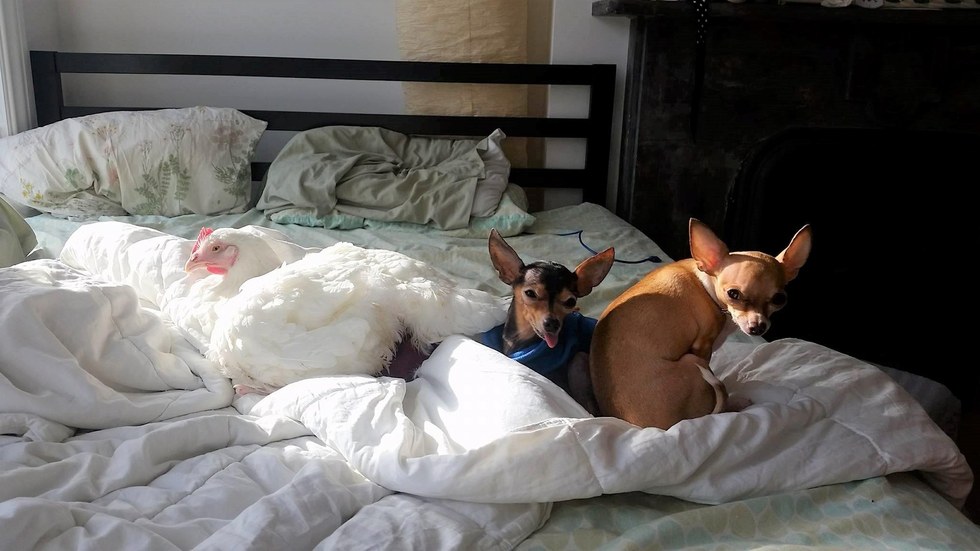 Как отучить собаку спать на кровати? – про собак от а до я на glamour-dog.ru