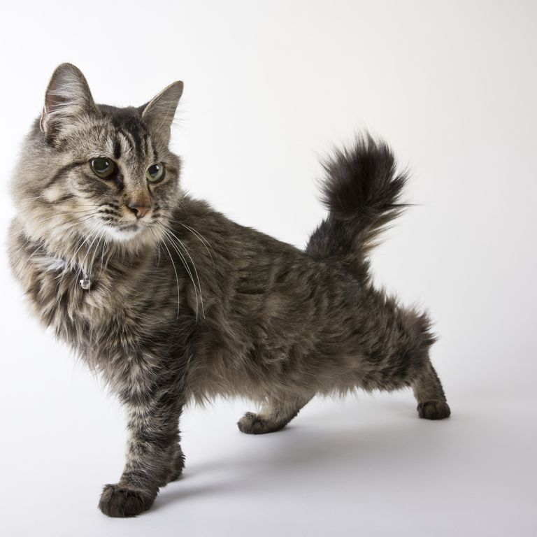 Американская короткошерстная кошка: описание породы, фото, цена