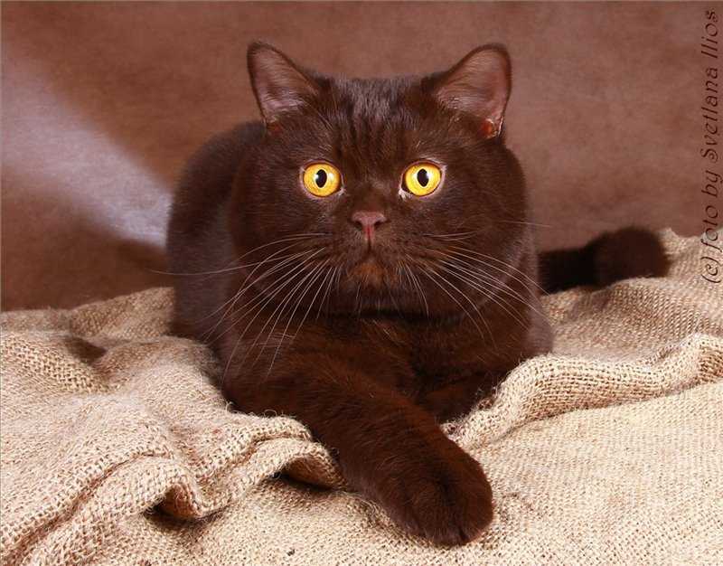 Йоркская шоколадная кошка: описание породы и характера