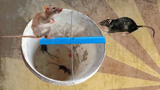 Ловушка для крыс своими руками: особенности и 6 схем крысоловок